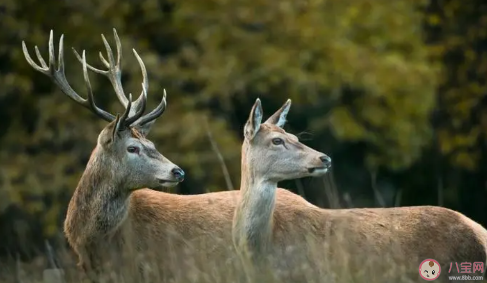 冬至前后以下哪种动物的角会出现自然脱落的现象 蚂蚁庄园12月22日答案 冬至前后以下哪种动物的角会出现自然脱落的现象 蚂蚁庄园12月22日答案