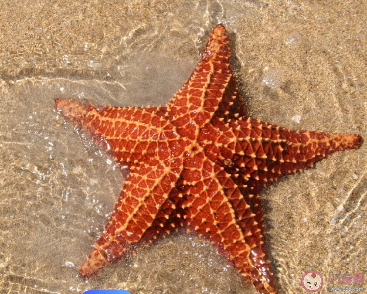 以下关于海星的说法正确的是哪个 神奇海洋12月22日答案 以下关于海星的说法正确的是哪个 神奇海洋12月22日答案