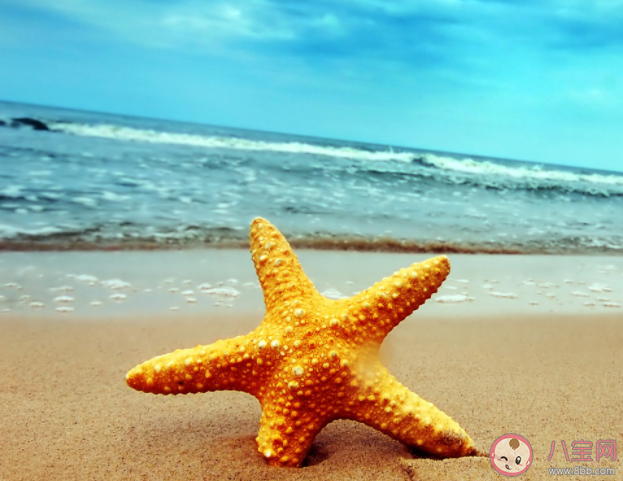 以下关于海星的说法正确的是哪个 神奇海洋12月22日答案 以下关于海星的说法正确的是哪个 神奇海洋12月22日答案