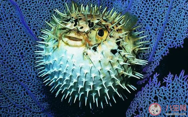 刺鲀浑身的刺由什么演变而成 神奇海洋12月26日答案 刺鲀浑身的刺由什么演变而成 神奇海洋12月26日答案