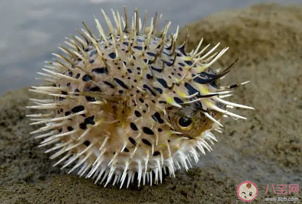 刺鲀浑身的刺由什么演变而成 神奇海洋12月26日答案 刺鲀浑身的刺由什么演变而成 神奇海洋12月26日答案