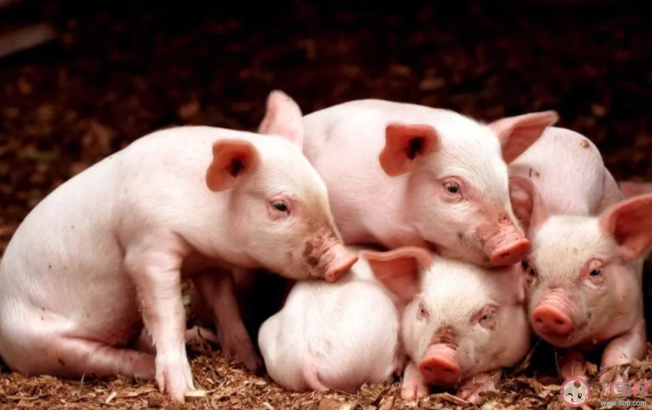 汉字家的含义与以下哪种动物紧密相关 蚂蚁庄园12月27日答案介绍 汉字家的含义与以下哪种动物紧密相关 蚂蚁庄园12月27日答案介绍