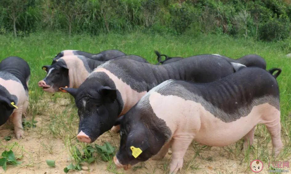 汉字家的含义与以下哪种动物紧密相关 蚂蚁庄园12月27日答案介绍 汉字家的含义与以下哪种动物紧密相关 蚂蚁庄园12月27日答案介绍