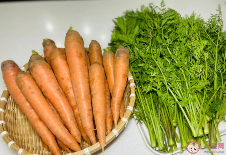 猜猜以下哪个是胡萝卜的亲戚 蚂蚁庄园12月28日答案 猜猜以下哪个是胡萝卜的亲戚 蚂蚁庄园12月28日答案