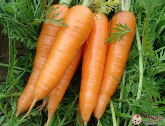 猜猜以下哪个是胡萝卜的亲戚 蚂蚁庄园12月28日答案 猜猜以下哪个是胡萝卜的亲戚 蚂蚁庄园12月28日答案