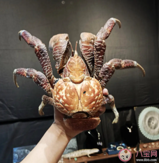 椰子蟹能长期在陆地上生活吗 神奇海洋12月28日答案 椰子蟹能长期在陆地上生活吗 神奇海洋12月28日答案