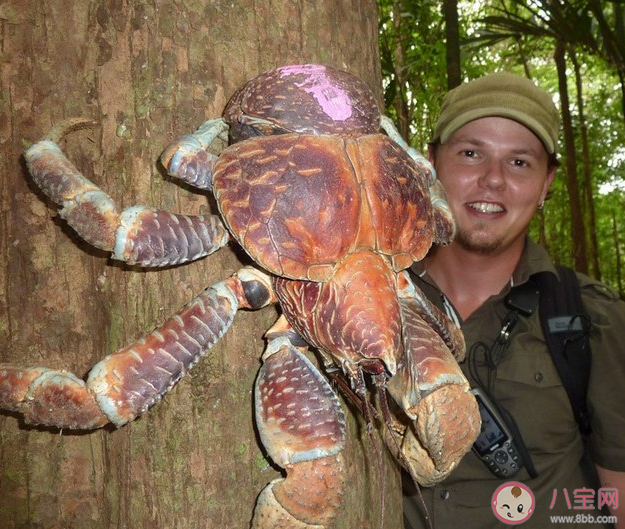 椰子蟹能长期在陆地上生活吗 神奇海洋12月28日答案 椰子蟹能长期在陆地上生活吗 神奇海洋12月28日答案
