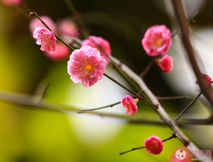 不要夸人好颜色只留清气满乾坤描写的是哪种花 蚂蚁庄园12月29日答案 不要夸人好颜色只留清气满乾坤描写的是哪种花 蚂蚁庄园12月29日答案