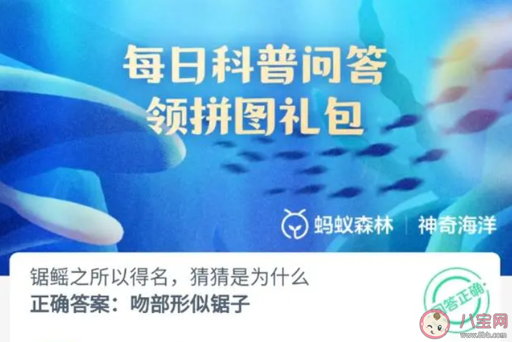 锯鳐之所以得名猜猜是为什么 神奇海洋1月2日答案 锯鳐之所以得名猜猜是为什么 神奇海洋1月2日答案