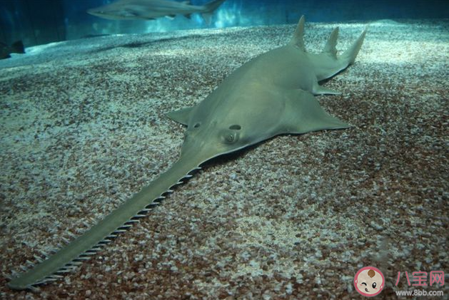 锯鳐之所以得名猜猜是为什么 神奇海洋1月2日答案 锯鳐之所以得名猜猜是为什么 神奇海洋1月2日答案