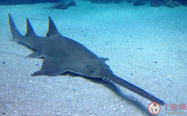 锯鳐之所以得名猜猜是为什么 神奇海洋1月2日答案 锯鳐之所以得名猜猜是为什么 神奇海洋1月2日答案