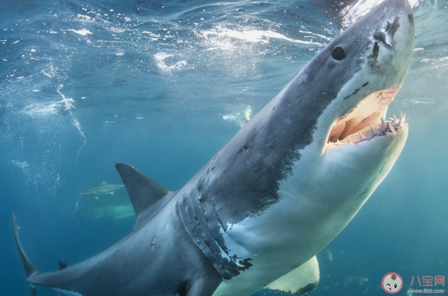 体表看似光滑的鲨鱼也有鳞片吗 神奇海洋1月3日答案