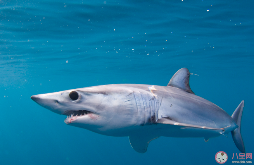 体表看似光滑的鲨鱼也有鳞片吗 神奇海洋1月3日答案