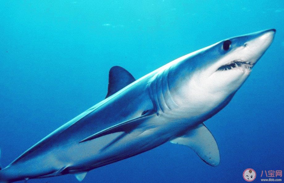 体表看似光滑的鲨鱼也有鳞片吗 神奇海洋1月3日答案