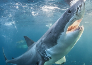 体表看似光滑的鲨鱼也有鳞片吗 神奇海洋1月3日答案