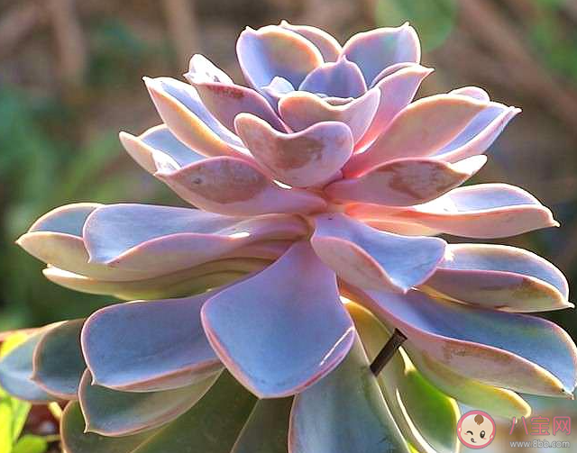 哪个职业可以提供专业的多肉植物养护服务 蚂蚁新村1月4日答案介绍