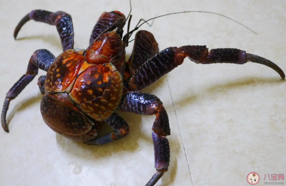 椰子蟹在哪个阶段可能会寄居在椰子壳中 神奇海洋1月4日答案