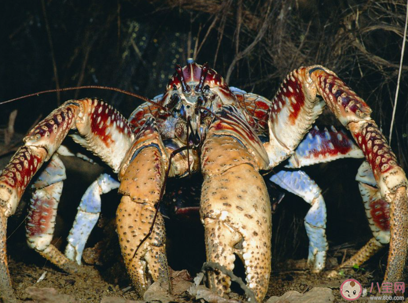 椰子蟹在哪个阶段可能会寄居在椰子壳中 神奇海洋1月4日答案