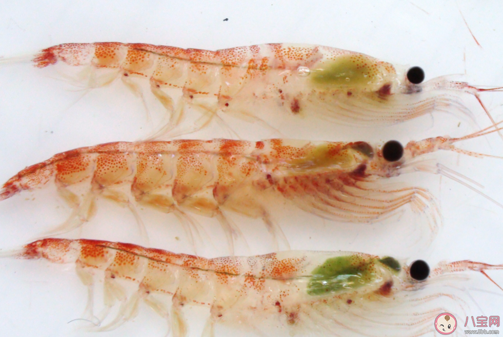 以下哪一项是南极生态系统的关键物种 神奇海洋1月5日答案 以下哪一项是南极生态系统的关键物种 神奇海洋1月5日答案