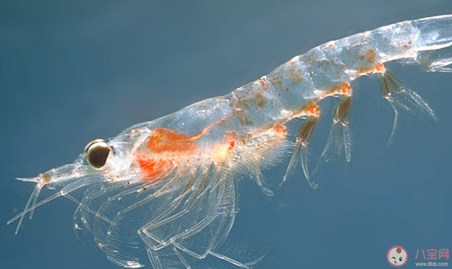 以下哪一项是南极生态系统的关键物种 神奇海洋1月5日答案 以下哪一项是南极生态系统的关键物种 神奇海洋1月5日答案