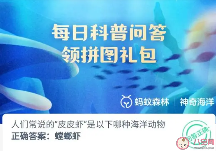 人们常说的皮皮虾是以下哪种海洋动物 神奇海洋1月6日答案 人们常说的皮皮虾是以下哪种海洋动物 神奇海洋1月6日答案