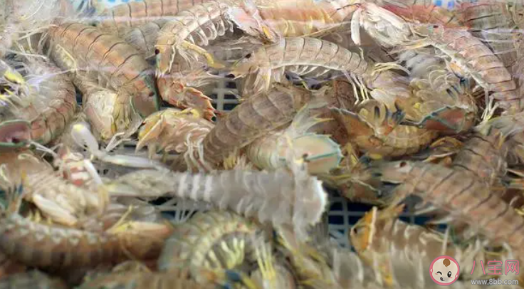 人们常说的皮皮虾是以下哪种海洋动物 神奇海洋1月6日答案 人们常说的皮皮虾是以下哪种海洋动物 神奇海洋1月6日答案