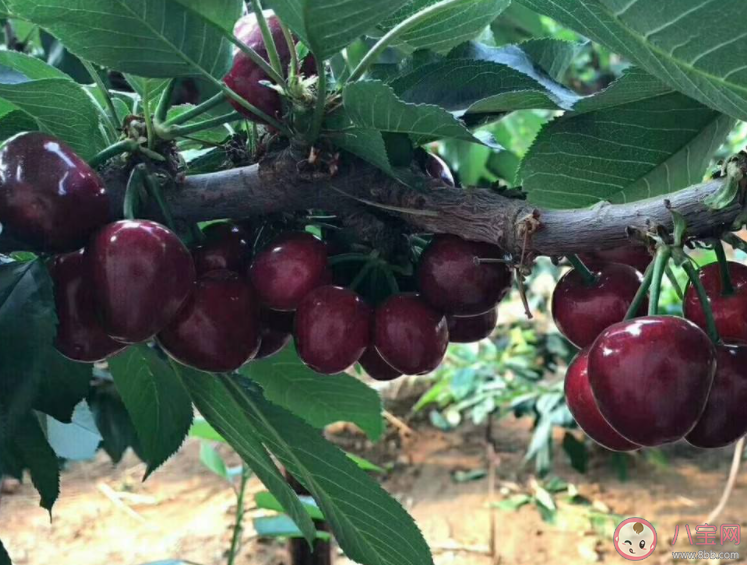 如何种植樱桃 哪个季节种植樱桃最好 如何种植樱桃 哪个季节种植樱桃最好