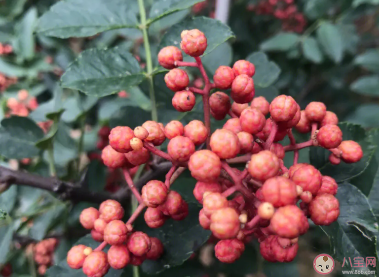 以下哪种日常食材是我国的本土植物 2024蚂蚁庄园1月10日答案 以下哪种日常食材是我国的本土植物 2024蚂蚁庄园1月10日答案