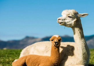 羊驼因频繁吐口水被安全员约谈 羊驼为什么会吐口水