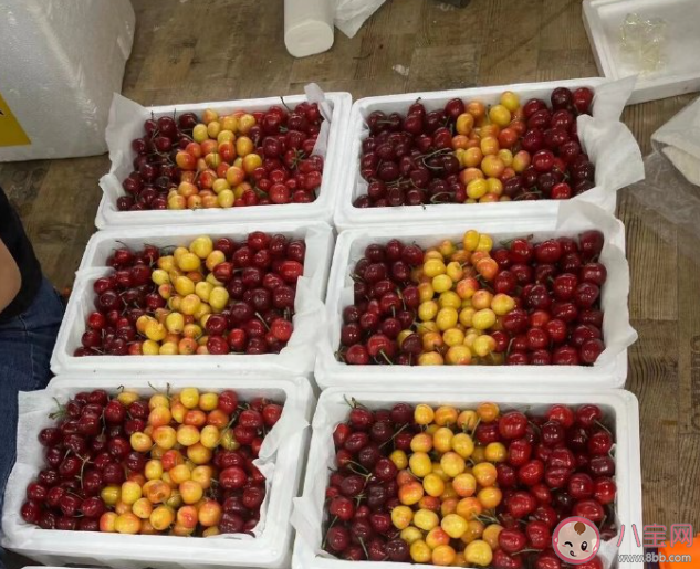 车厘子就是大号的樱桃吗 车厘子和樱桃有什么区别 车厘子就是大号的樱桃吗 车厘子和樱桃有什么区别