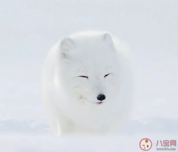 哈尔滨的白狐已经熬出黑眼圈 白狐为什么受欢迎 哈尔滨的白狐已经熬出黑眼圈 白狐为什么受欢迎