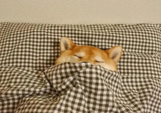 冬天起不来是身体在保护你 冬天不想起床怎么办