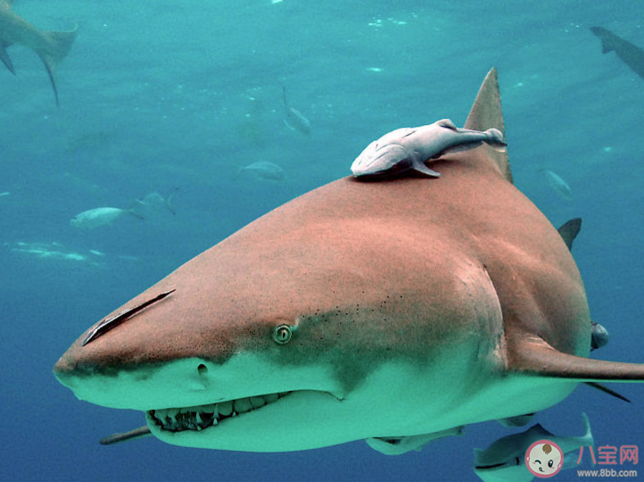 猜一猜柠檬鲨之所以得名是因为什么 神奇海洋1月11日答案 猜一猜柠檬鲨之所以得名是因为什么 神奇海洋1月11日答案