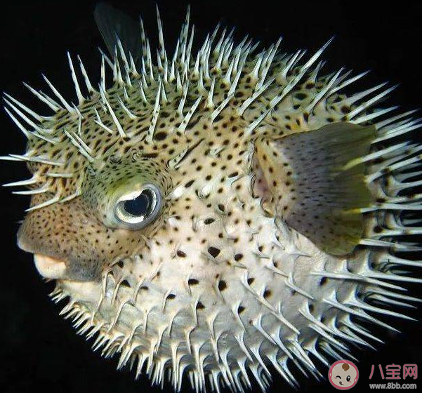 有豪猪鱼之称的海洋生物是什么 神奇海洋1月12日答案 有豪猪鱼之称的海洋生物是什么 神奇海洋1月12日答案