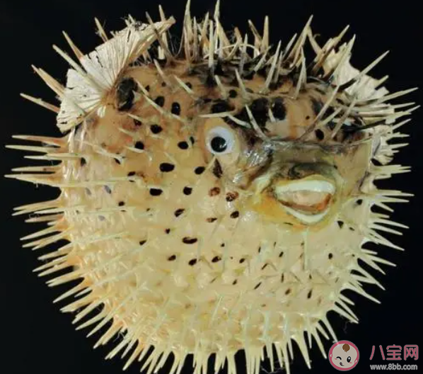 有豪猪鱼之称的海洋生物是什么 神奇海洋1月12日答案 有豪猪鱼之称的海洋生物是什么 神奇海洋1月12日答案