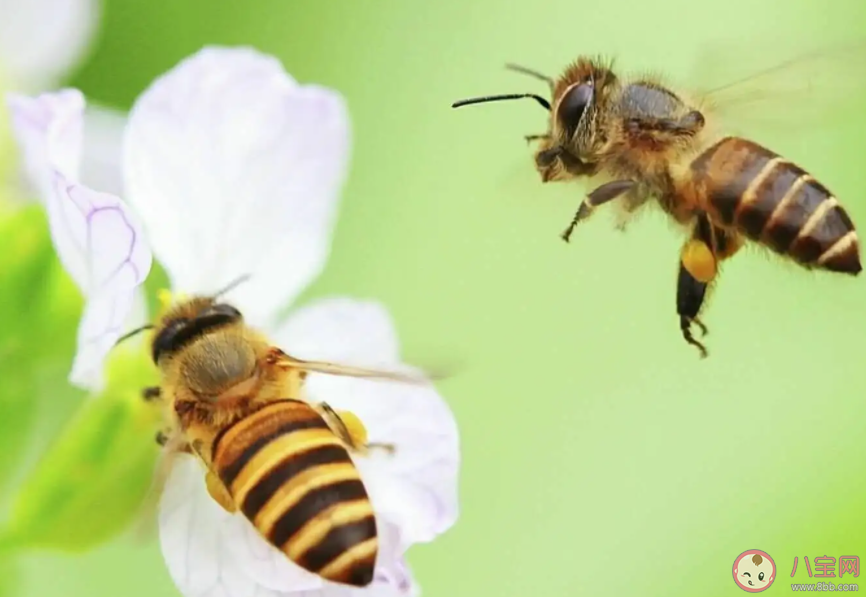 穿花度柳飞如箭粘絮寻香似落星赞美的是哪种小动物 蚂蚁庄园1月13日答案 穿花度柳飞如箭粘絮寻香似落星赞美的是哪种小动物 蚂蚁庄园1月13日答案