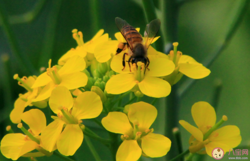 穿花度柳飞如箭粘絮寻香似落星赞美的是哪种小动物 蚂蚁庄园1月13日答案 穿花度柳飞如箭粘絮寻香似落星赞美的是哪种小动物 蚂蚁庄园1月13日答案