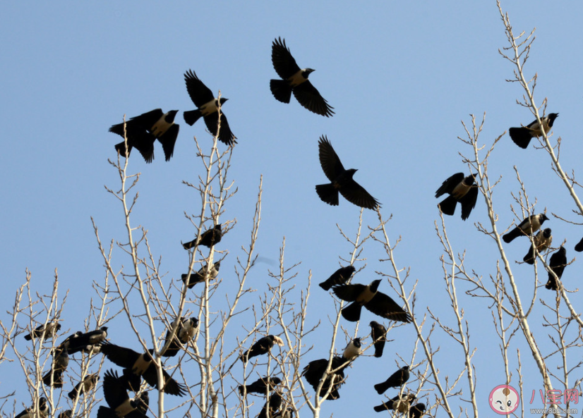 乌鸦聚集就说明要地震了吗 地震来临前会有哪些预兆