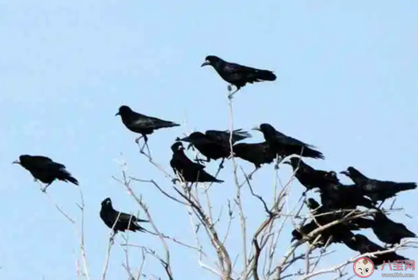 乌鸦聚集就说明要地震了吗 地震来临前会有哪些预兆