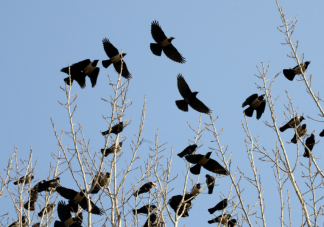 乌鸦聚集就说明要地震了吗 地震来临前会有哪些预兆