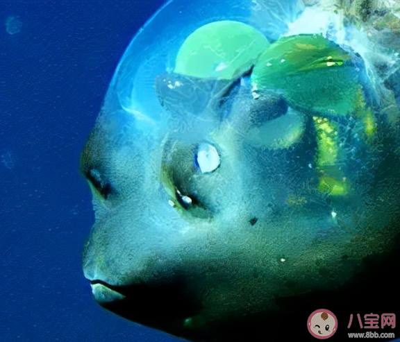 管眼鱼的透明脑袋里有两颗绿色圆球猜猜是什么 神奇海洋1月23日答案