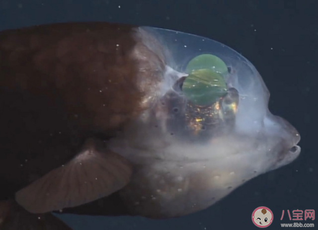 管眼鱼的透明脑袋里有两颗绿色圆球猜猜是什么 神奇海洋1月23日答案