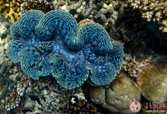 以下哪种海洋动物堪称古代气象观测站 神奇海洋1月24日答案