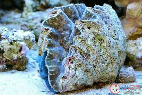 以下哪种海洋动物堪称古代气象观测站 神奇海洋1月24日答案