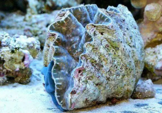 以下哪种海洋动物堪称古代气象观测站 神奇海洋1月24日答案