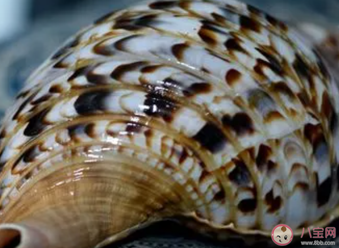 你知道吗绝大多数的螺从壳顶往下看螺旋方向是 神奇海洋1月25日答案 你知道吗绝大多数的螺从壳顶往下看螺旋方向是 神奇海洋1月25日答案