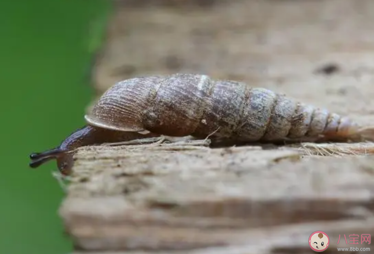 你知道吗绝大多数的螺从壳顶往下看螺旋方向是 神奇海洋1月25日答案 你知道吗绝大多数的螺从壳顶往下看螺旋方向是 神奇海洋1月25日答案