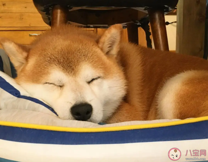 哪几类人不宜午睡 午睡之后还是很困怎么办 哪几类人不宜午睡 午睡之后还是很困怎么办