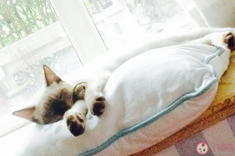 哪几类人不宜午睡 午睡之后还是很困怎么办 哪几类人不宜午睡 午睡之后还是很困怎么办