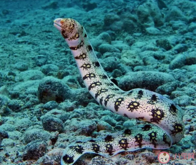 以下哪种海洋鱼类是白天睡觉晚上捕食 神奇海洋1月29日答案 以下哪种海洋鱼类是白天睡觉晚上捕食 神奇海洋1月29日答案